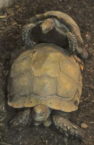 Asian forest tortoise