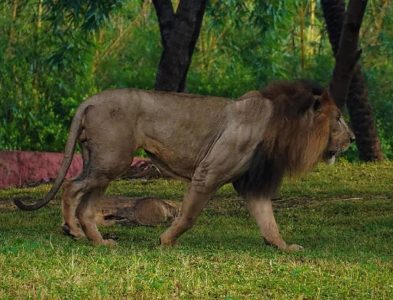 Asian lion