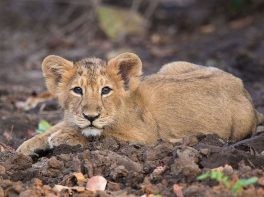Asian Lion