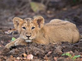 Asian Lion