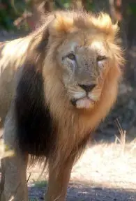 Asian Lion