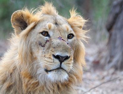 Asian Lion