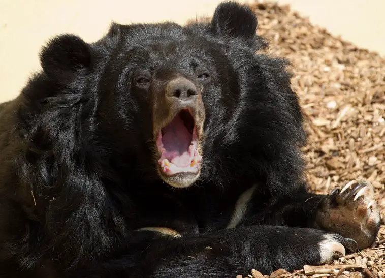 Asian black bear