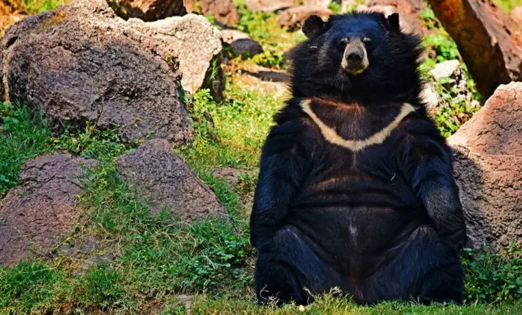 Asian black bear