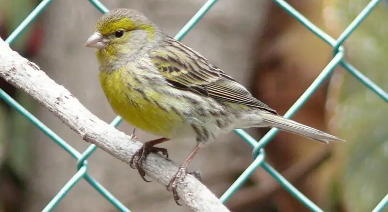 Atlantic Canary