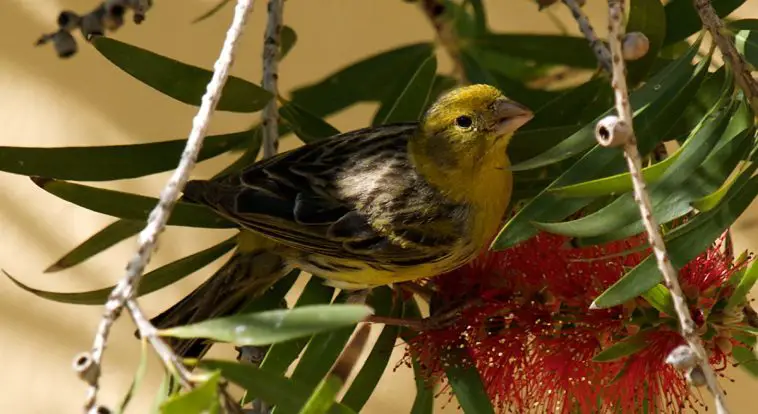 Atlantic Canary