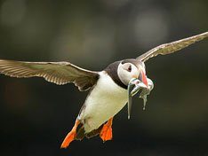 Atlantic Puffin