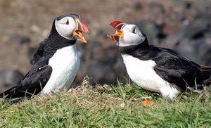 Atlantic Puffin