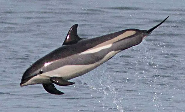 Atlantic White-Sided Dolphin (Leucopleurus acutus)