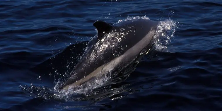 Atlantic White-Sided Dolphin (Leucopleurus acutus)