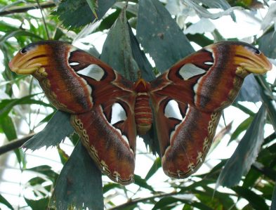 atlas moth
