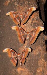 atlas moth