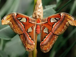 atlas moth