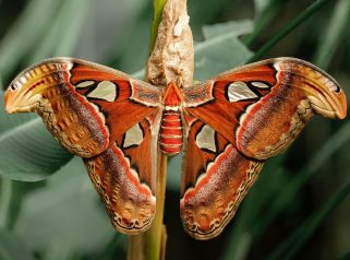 atlas moth