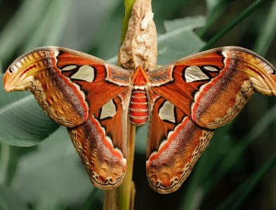 atlas moth