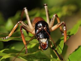 auckland tree weta