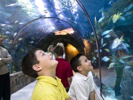 Audubon Aquarium Reopens