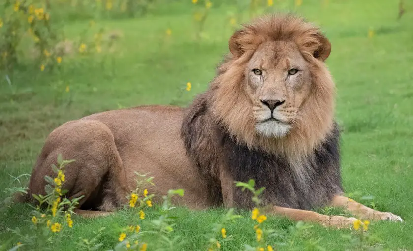 Lions Positive for Covid Audubon Zoo