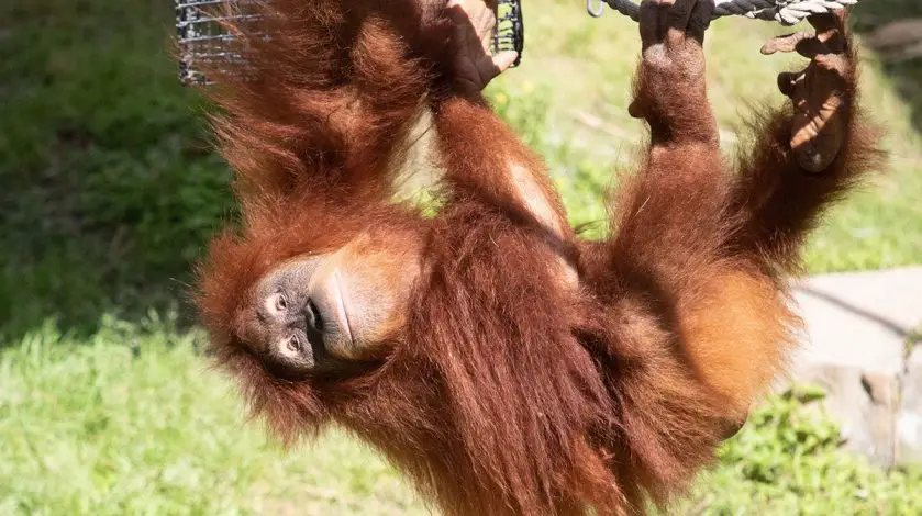 Audubon Zoo Orangutan Expecting