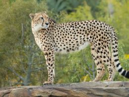 Cheetah Grasslands Open at Australia Zoo