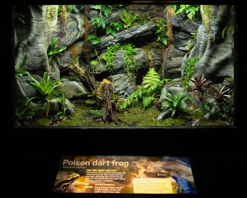 poison dart frog Australia Zoo