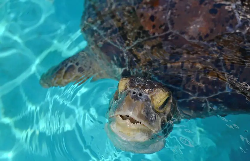 Australia Zoo Sea Turtle Rescue