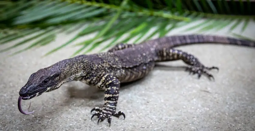 Australia Zoo Wildlife Hospital Shooting Victims