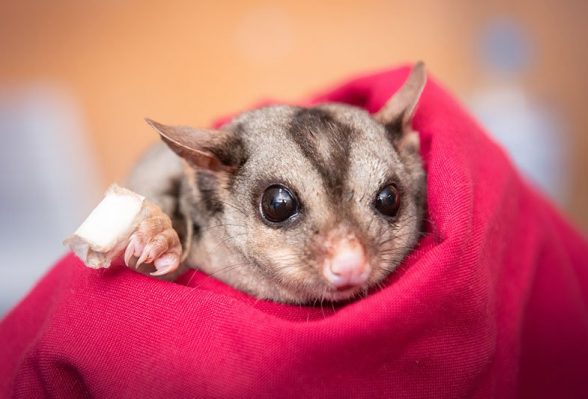 Australia Zoo Wildlife Hospital Trauma Season