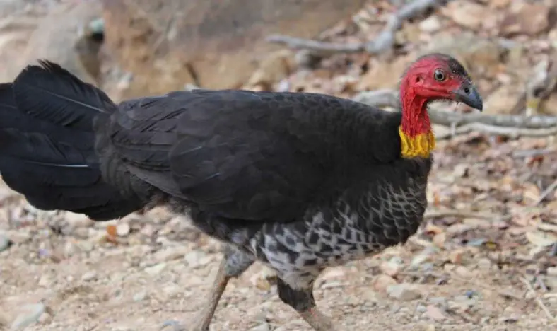 Australian Brush Turkey