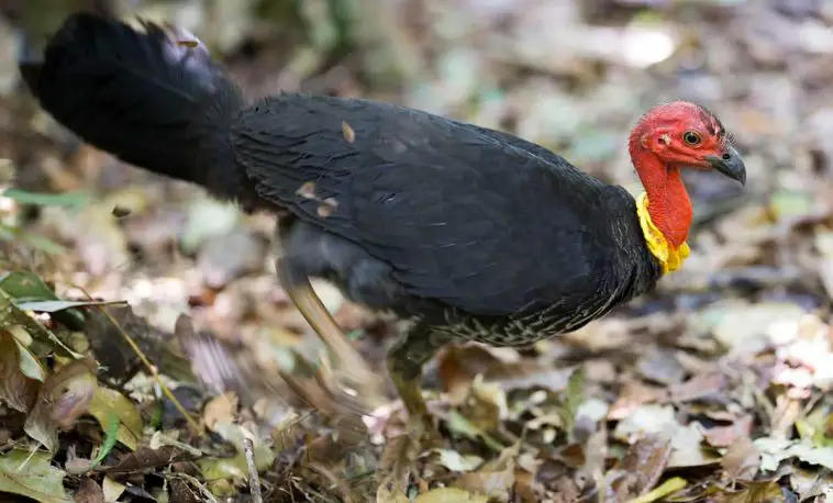 Australian Brush Turkey