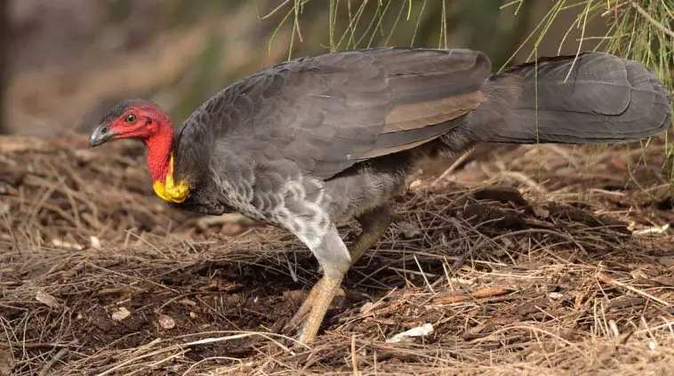 Australian Brush Turkey