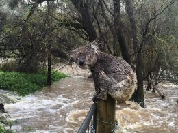 Aussie Ark Flooding