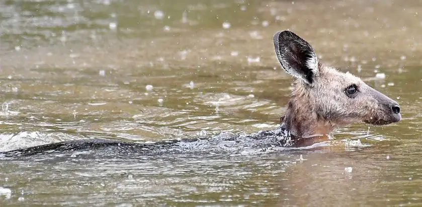 Aussie Ark Flooding