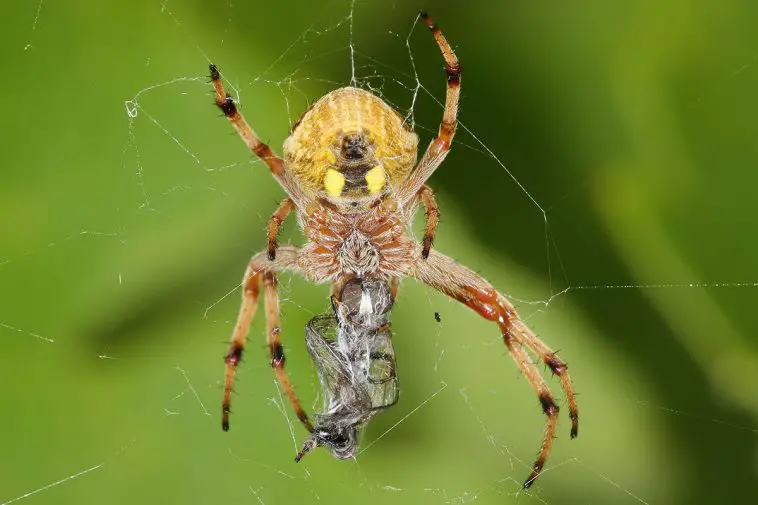 Australian Garden Orb Weaver (Eriophora transmarina)