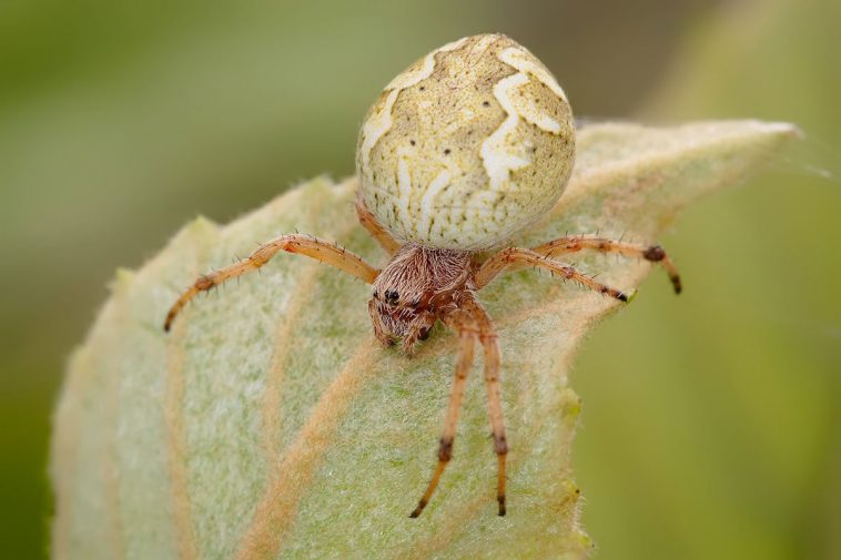 Australian Garden Orb Weaver (Eriophora transmarina)