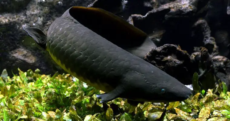Australian Lungfish