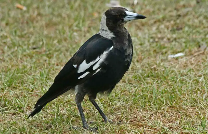Australian Magpie