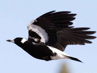 Australian Magpie