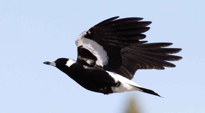 Australian Magpie
