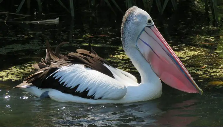Australian Pelican