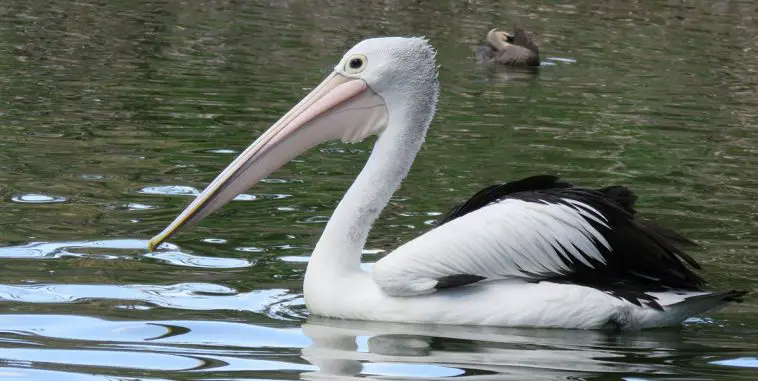 Australian Pelican