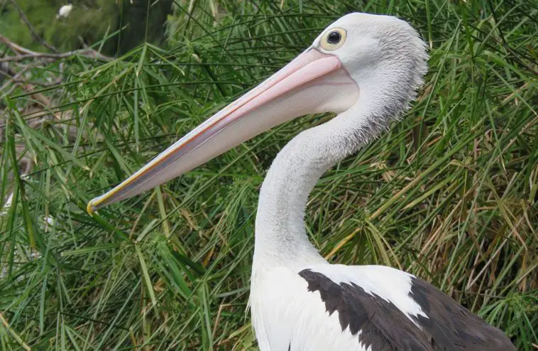 Australian Pelican