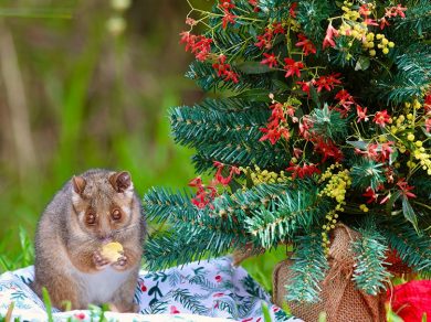 Australian Animals Christmas Party