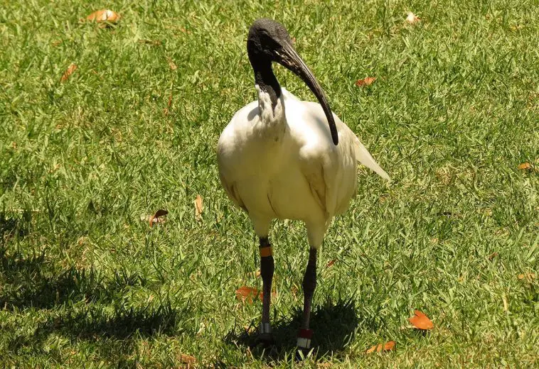 Australian white ibis