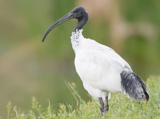 Australian white ibis