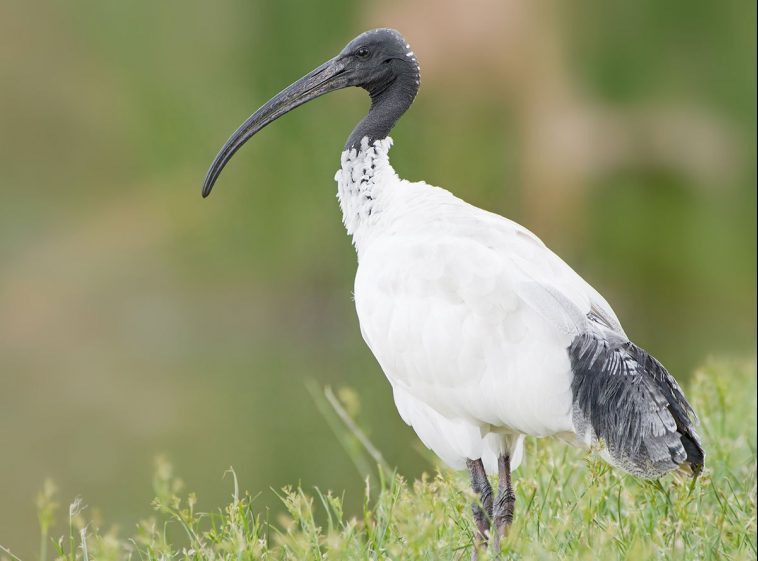 Australian white ibis