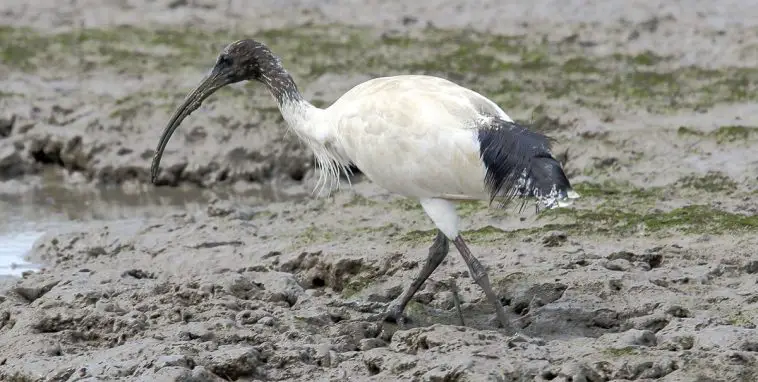 Australian white ibis