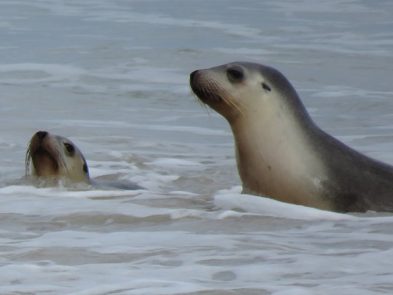 Australian sea lion