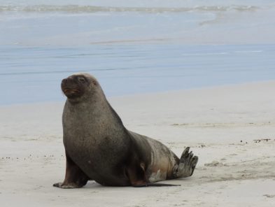 Australian sea lion
