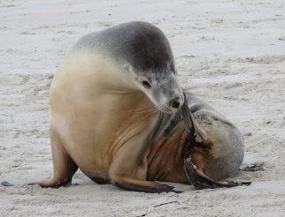 Australian sea lion